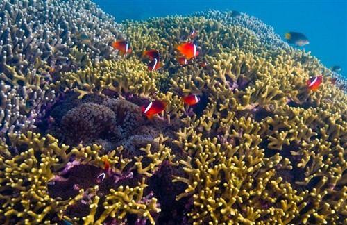 世界海岛自由行热地斐济旅游全攻略