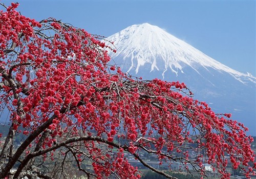 日本旅游注意事项