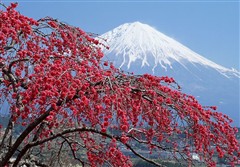 （日本6日游）本州雪殿堂六天超值游