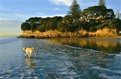 新西兰南北岛八天100%纯净之旅