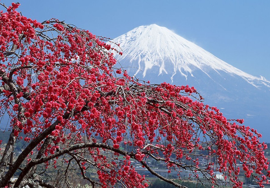 日本本州六天超值之旅