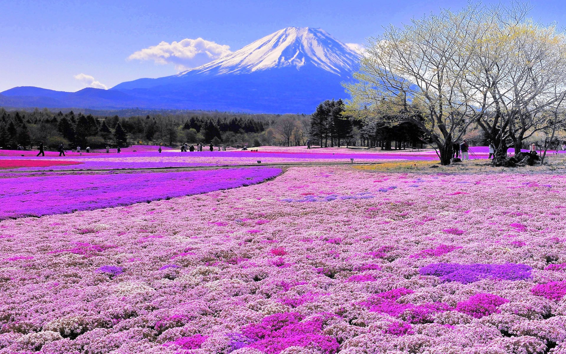 日本